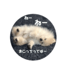 犬氏おまけ（個別スタンプ：13）