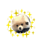 犬氏おまけ（個別スタンプ：14）