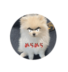 犬氏おまけ（個別スタンプ：16）