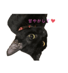 うちのにゃんず。ぱぁと2。（個別スタンプ：6）