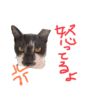 perilove（個別スタンプ：12）