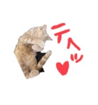 perilove（個別スタンプ：16）