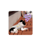 リアクションこたろう（個別スタンプ：2）