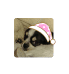 リアクションこたろう（個別スタンプ：11）