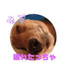 まろりーんこ（個別スタンプ：9）