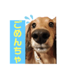 まろりーんこ（個別スタンプ：15）
