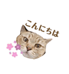 momi 敬語スタンプ（個別スタンプ：3）