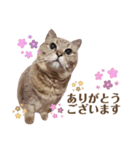 momi 敬語スタンプ（個別スタンプ：5）