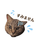 momi 敬語スタンプ（個別スタンプ：6）