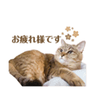 momi 敬語スタンプ（個別スタンプ：7）