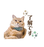 momi 敬語スタンプ（個別スタンプ：8）