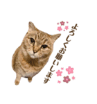 momi 敬語スタンプ（個別スタンプ：10）