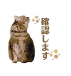 momi 敬語スタンプ（個別スタンプ：12）