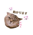 momi 敬語スタンプ（個別スタンプ：14）