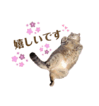 momi 敬語スタンプ（個別スタンプ：22）