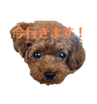 虎太郎の挨拶2（個別スタンプ：7）