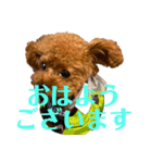 虎太郎の挨拶2（個別スタンプ：9）