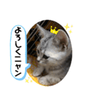 ジィルスタンプ③（個別スタンプ：11）