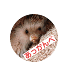 はりはりすたんぷ（個別スタンプ：4）