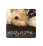 はりはりすたんぷ（個別スタンプ：5）