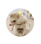 はりはりすたんぷ（個別スタンプ：8）