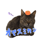 ウチの子スタイル❶（個別スタンプ：6）