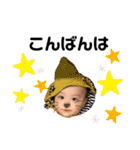 Shochan stamp ⑴（個別スタンプ：10）