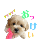 モカとおともだちのラッキー（個別スタンプ：1）