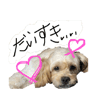 モカとおともだちのラッキー（個別スタンプ：13）