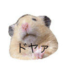 ハムちゃんのすたんぷ（個別スタンプ：1）
