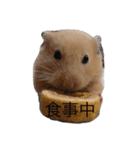ハムちゃんのすたんぷ（個別スタンプ：3）