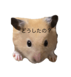ハムちゃんのすたんぷ（個別スタンプ：4）