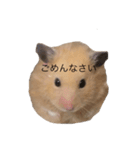 ハムちゃんのすたんぷ（個別スタンプ：6）