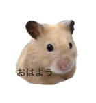 ハムちゃんのすたんぷ（個別スタンプ：7）
