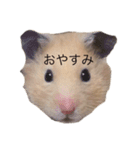 ハムちゃんのすたんぷ（個別スタンプ：8）