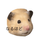 ハムちゃんのすたんぷ（個別スタンプ：9）