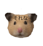 ハムちゃんのすたんぷ（個別スタンプ：10）