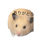 ハムちゃんのすたんぷ（個別スタンプ：12）