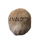 ハムちゃんのすたんぷ（個別スタンプ：13）