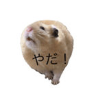 ハムちゃんのすたんぷ（個別スタンプ：16）