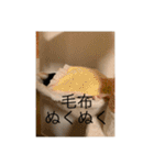 冬のまるのスタンプ（個別スタンプ：1）
