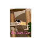 冬のまるのスタンプ（個別スタンプ：2）