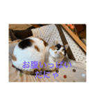 冬のまるのスタンプ（個別スタンプ：3）