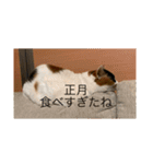 冬のまるのスタンプ（個別スタンプ：8）
