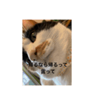 冬のまるのスタンプ（個別スタンプ：11）