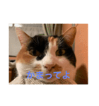 冬のまるのスタンプ（個別スタンプ：16）
