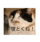 冬のまるのスタンプ（個別スタンプ：17）