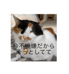 冬のまるのスタンプ（個別スタンプ：21）