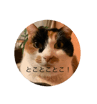 冬のまるのスタンプ（個別スタンプ：22）