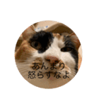 冬のまるのスタンプ（個別スタンプ：23）